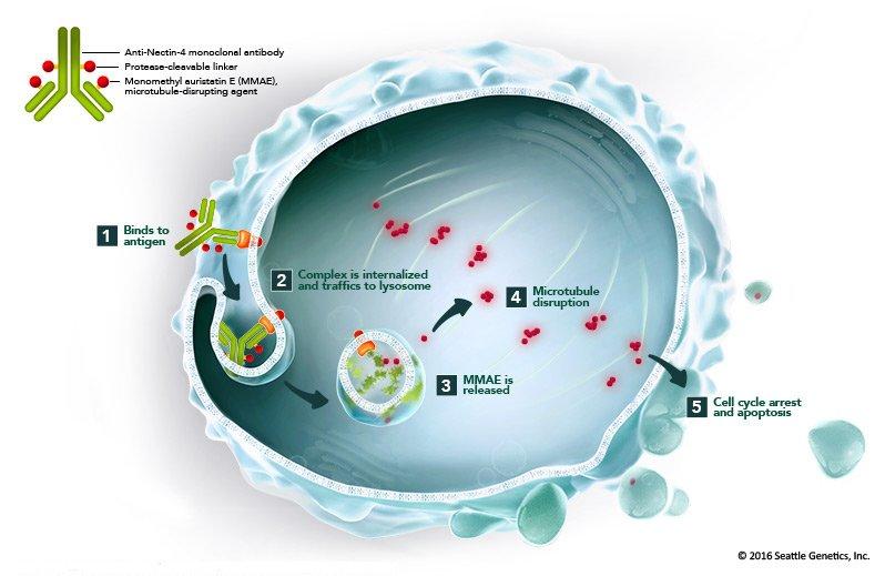 Mesane kanserinde yeni tedavi seçeneği olarak enfortumab vedotin ve pembrolizumab kombinasyonu
