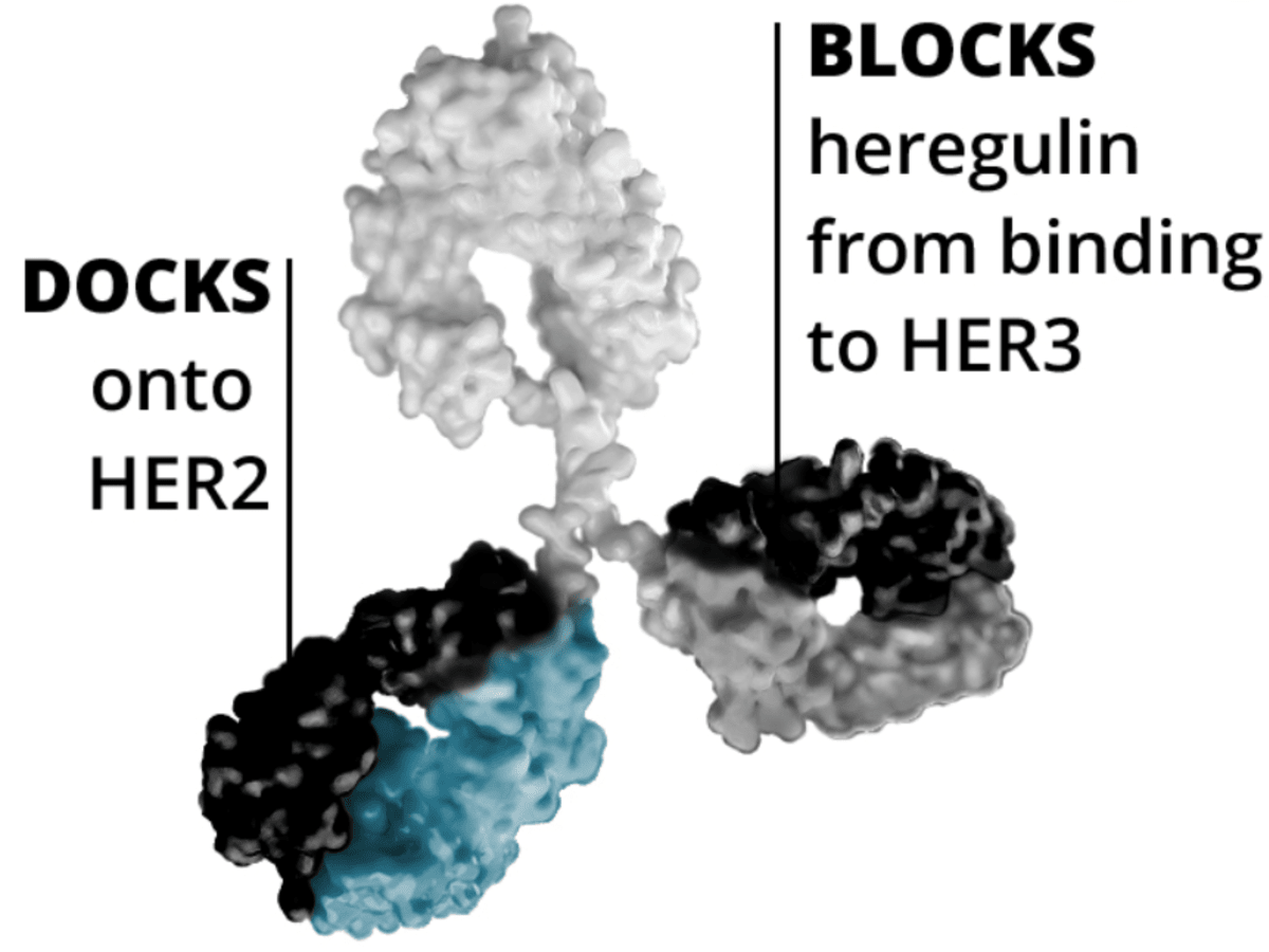zenocutuzumab